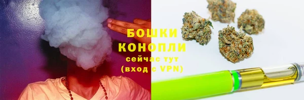 прущие грибы Аркадак